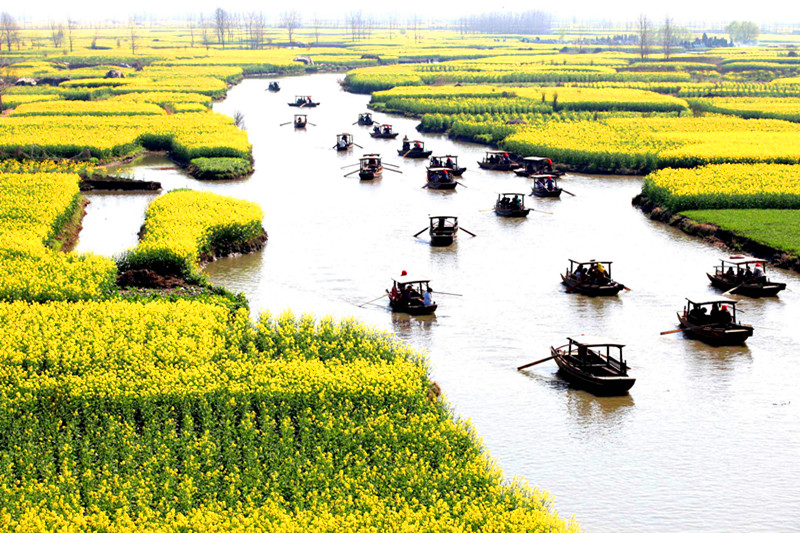 興化菜花節(jié)